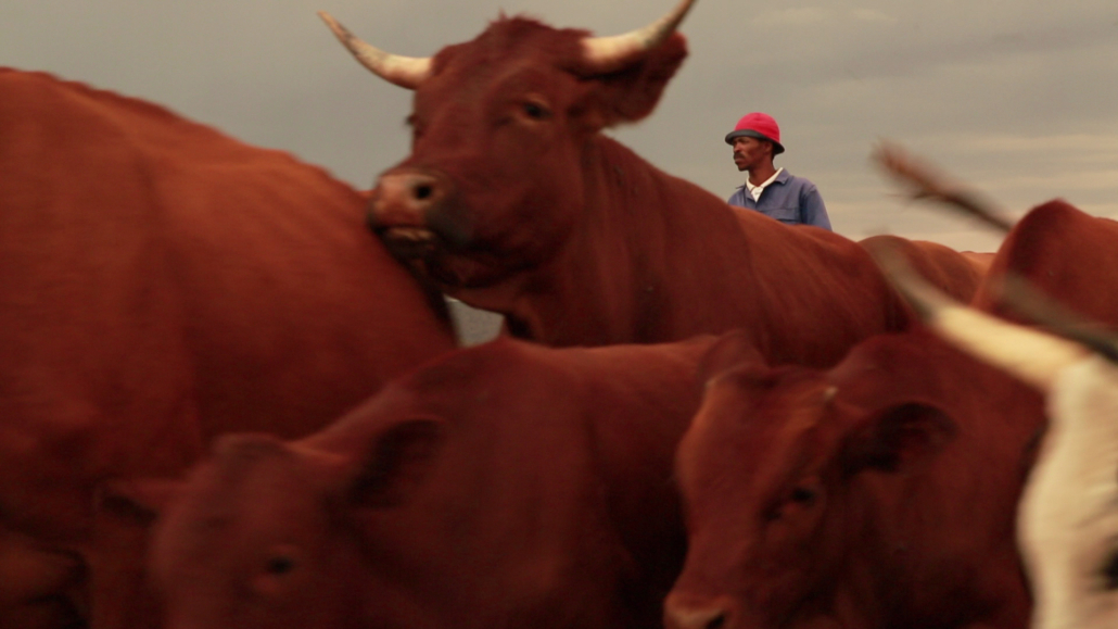 A herd of red cattle with large horns, standing and moving in close proximity. A Karoo Cowboy in a blue shirt and red hat is visible in the background, partially obscured by the cattle. A cloudy sky forms the backdrop of the scene.