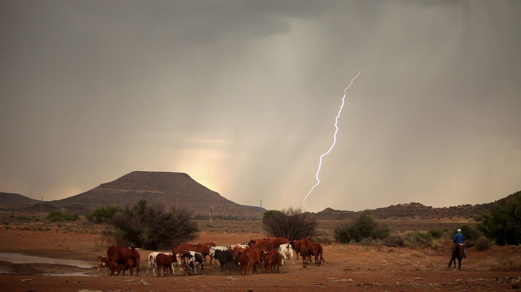 A lightning bolt strikes in the distance under a cloudy sky, near a herd of cattle gathered by a water source in the dry, desert-like landscape of the Karoo. A Karoo Cowboy wearing a hat stands to the right, overseeing the cattle. Hills and sparse vegetation are visible in the background.